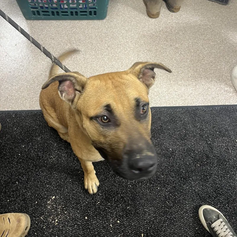A young large-sized male Yellow / Tan / Blond / Fawn Pit Bull Terrier dog named Woody for adoption in Lewisburg, WV