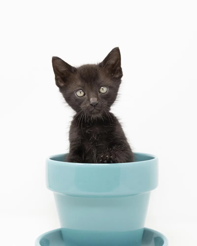 A baby medium-sized male Black Domestic Short Hair cat named Bo for adoption in Trophy Club, TX
