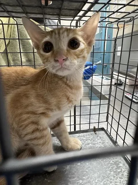 A baby small-sized male Domestic Short Hair cat named Nectarine for adoption in Las Vegas, NV