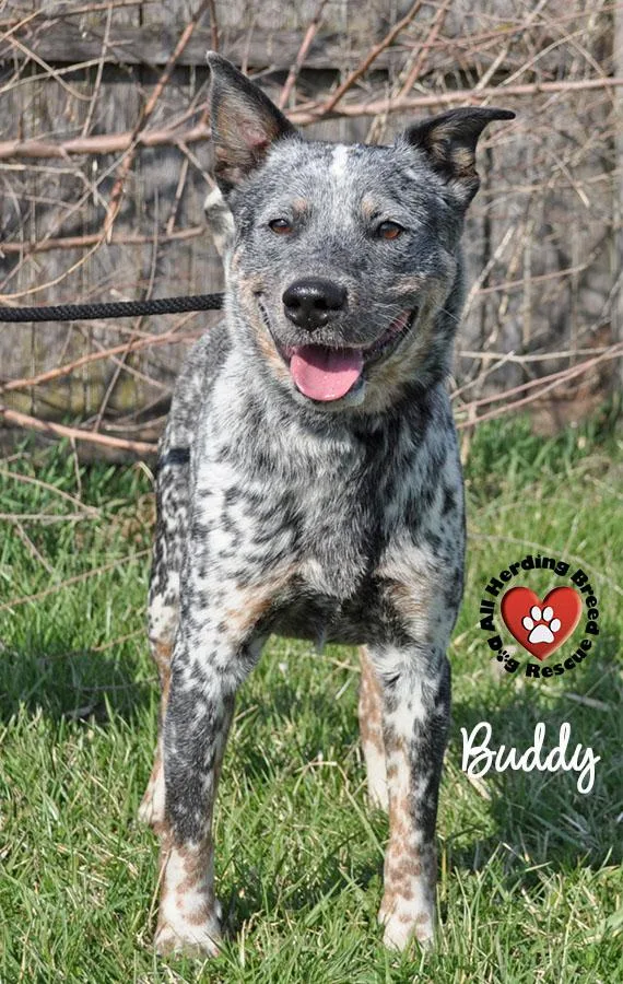 A young medium-sized male Gray / Blue / Silver Cattle Dog dog named Buddy for adoption in Joliet, IL