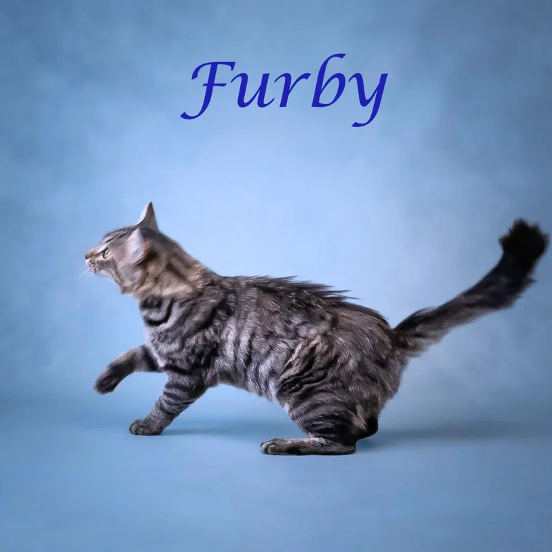 Furby C