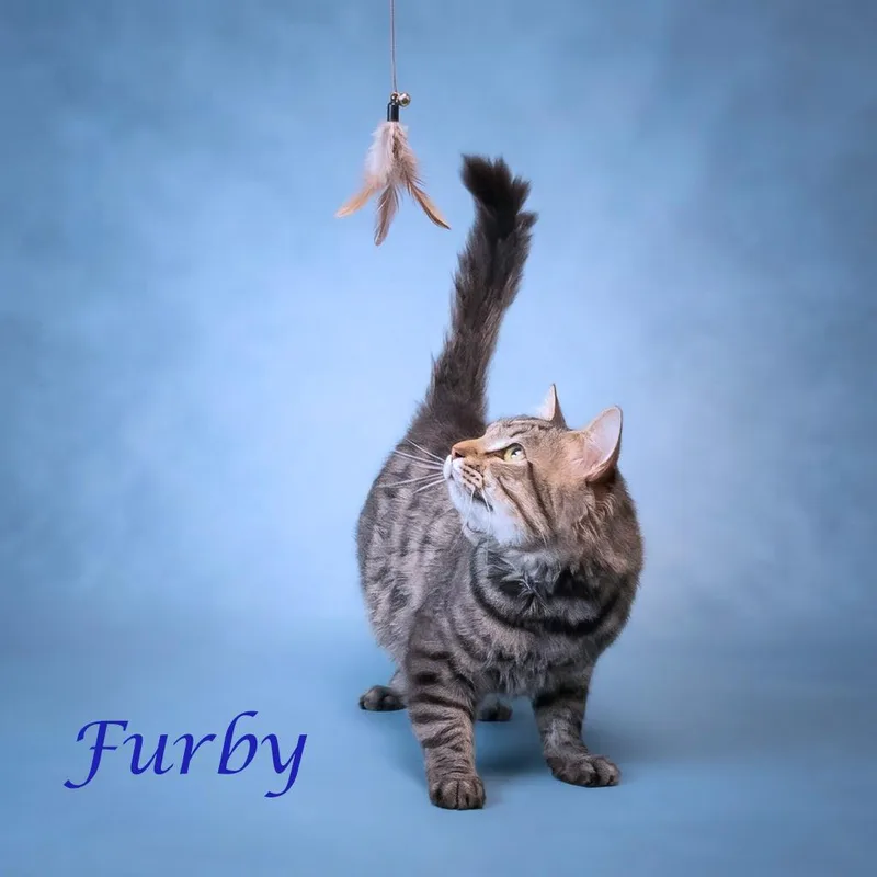 Furby C thumbnail 2