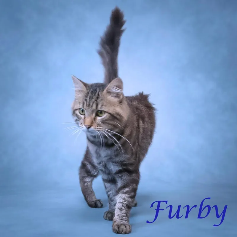 Furby C thumbnail 4