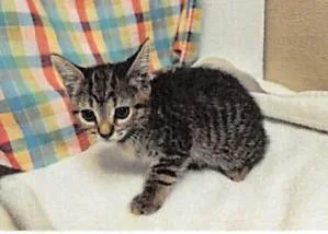 A baby small-sized female Domestic Short Hair cat named Disco for adoption in Largo, FL