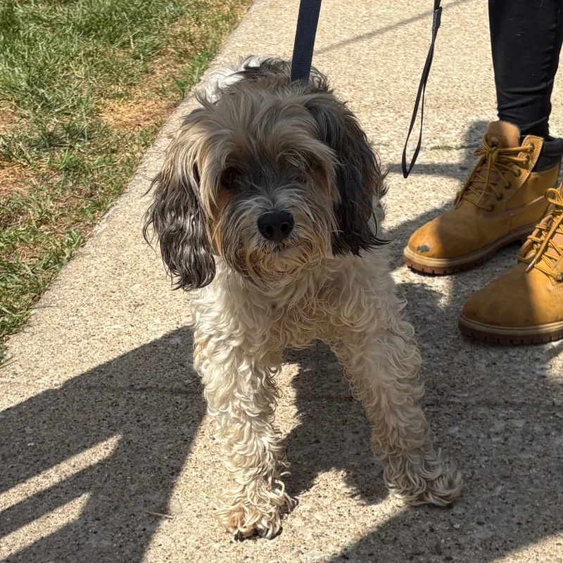 A senior small-sized female White / Cream Miniature Poodle dog named Cali for adoption in Northbrook, IL