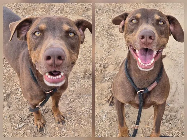 An adult small-sized male Labrador Retriever dog named Enzo for adoption in Albuquerque, NM