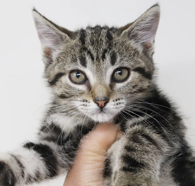 A baby small-sized female Tabby (Brown / Chocolate) Bengal cat named Sgaeyl Might Have A for adoption in Bedford Hills, NY
