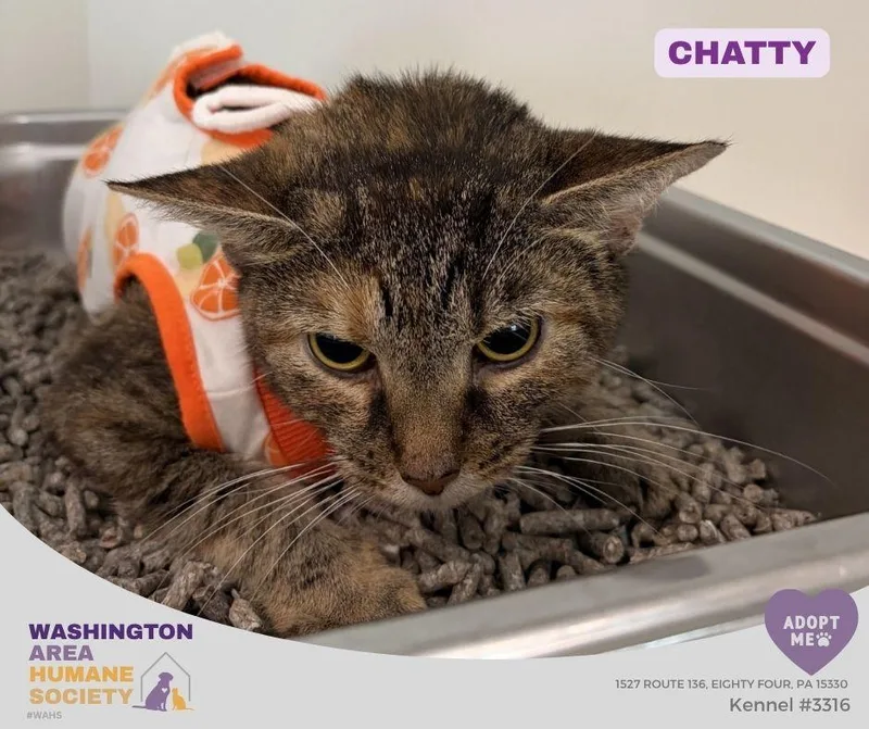 An adult medium-sized female Torbie Domestic Short Hair cat named Chatty for adoption in Eighty Four, PA