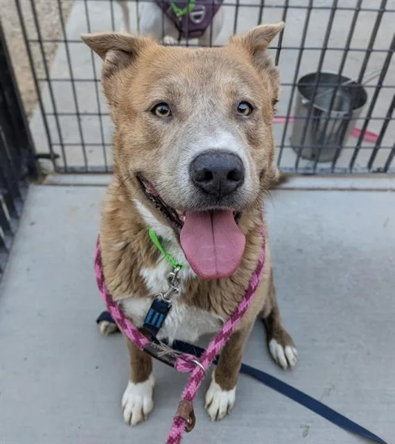 An adult large-sized male German Shepherd Dog dog named Palmer for adoption in Tucson, AZ