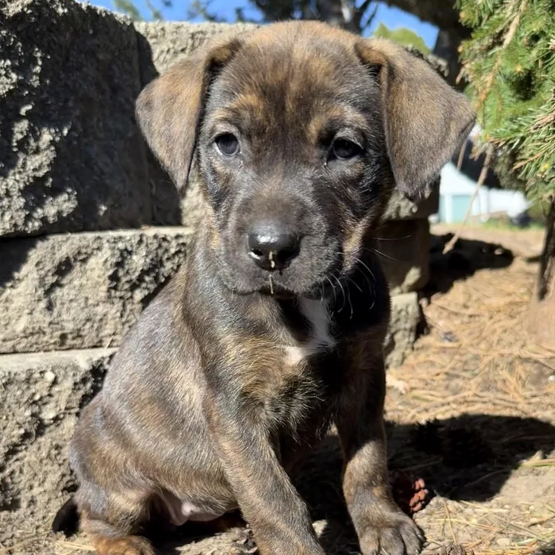 Nutella Aka "sadie" thumbnail 2