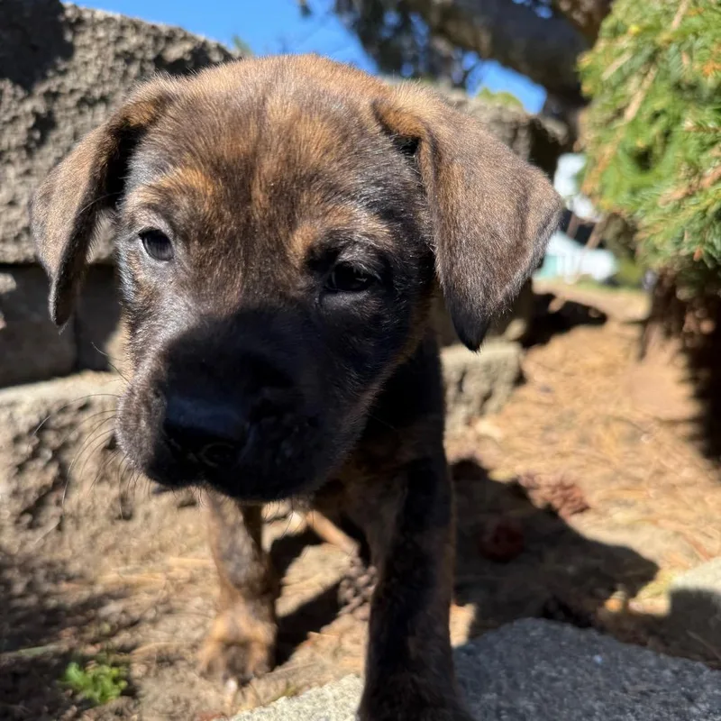 Nutella Aka "sadie" thumbnail 3