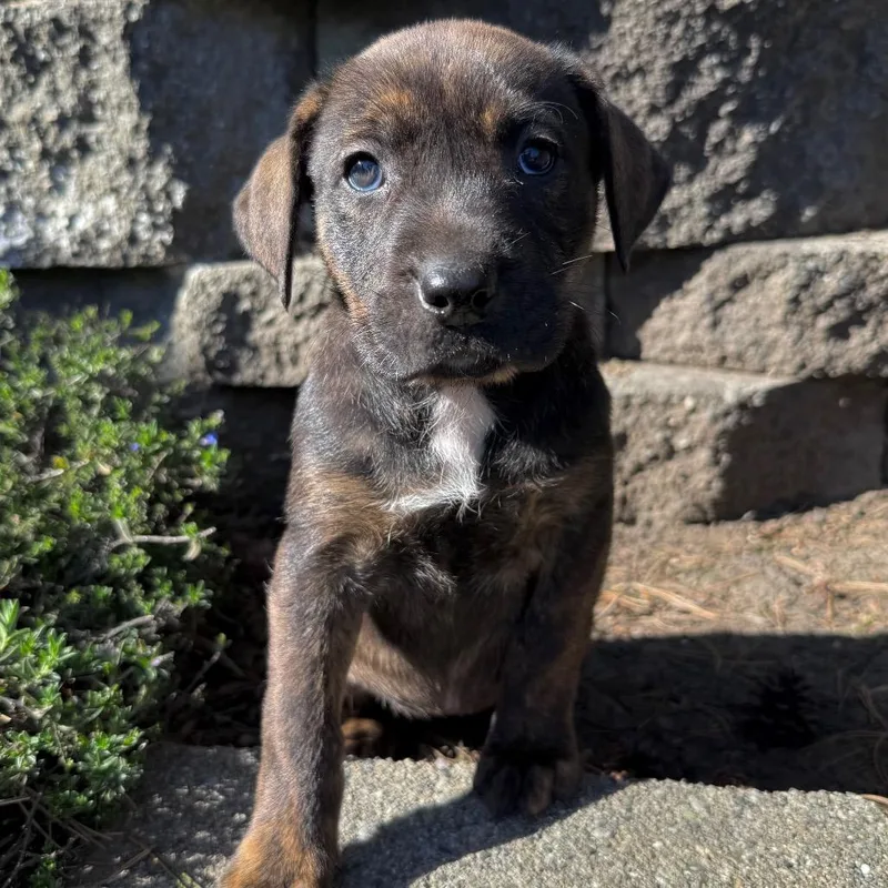 Nutella Aka "sadie" thumbnail 5