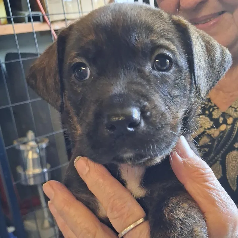 Nutella Aka "sadie" thumbnail 6