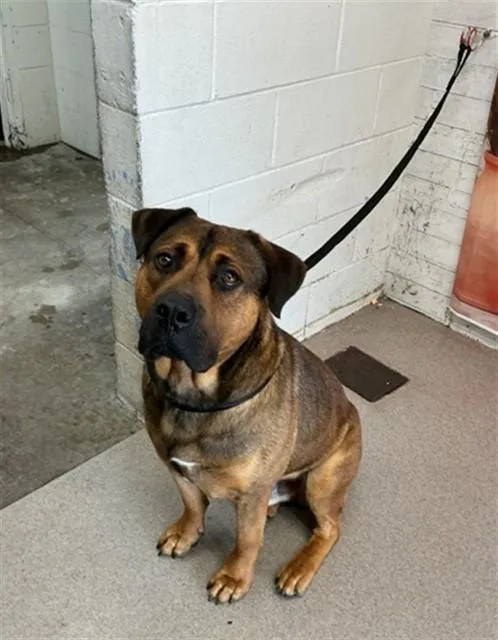 A young large-sized male Pit Bull Terrier dog named Glenn for adoption in San Bernardino, CA