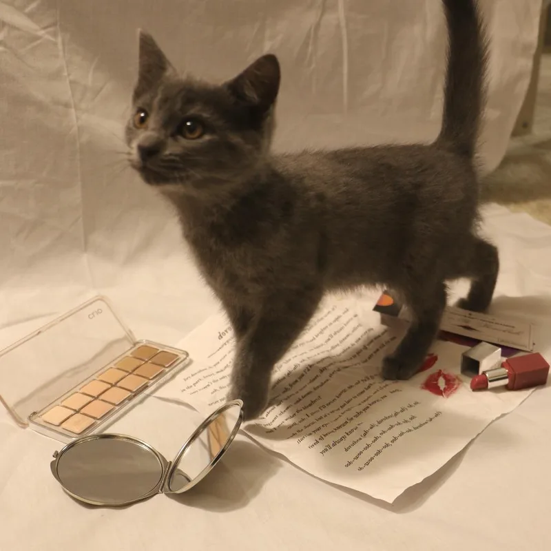 A baby small-sized female Gray / Blue / Silver Domestic Medium Hair cat named Dorothea for adoption in CHRISTIANSBURG, VA