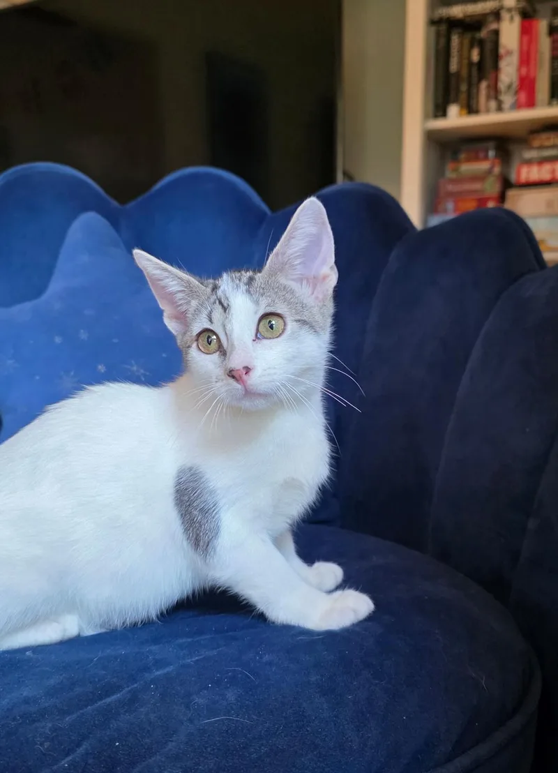 A baby medium-sized female Tabby (Gray / Blue / Silver) Domestic Short Hair cat named Cloud for adoption in Wayne, NJ