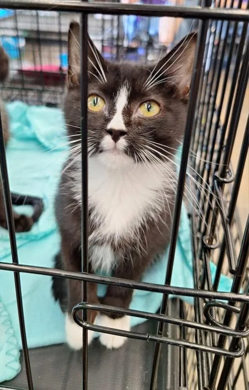 A baby medium-sized female Black & White / Tuxedo Domestic Short Hair cat named Baguette for adoption in House Springs, MO