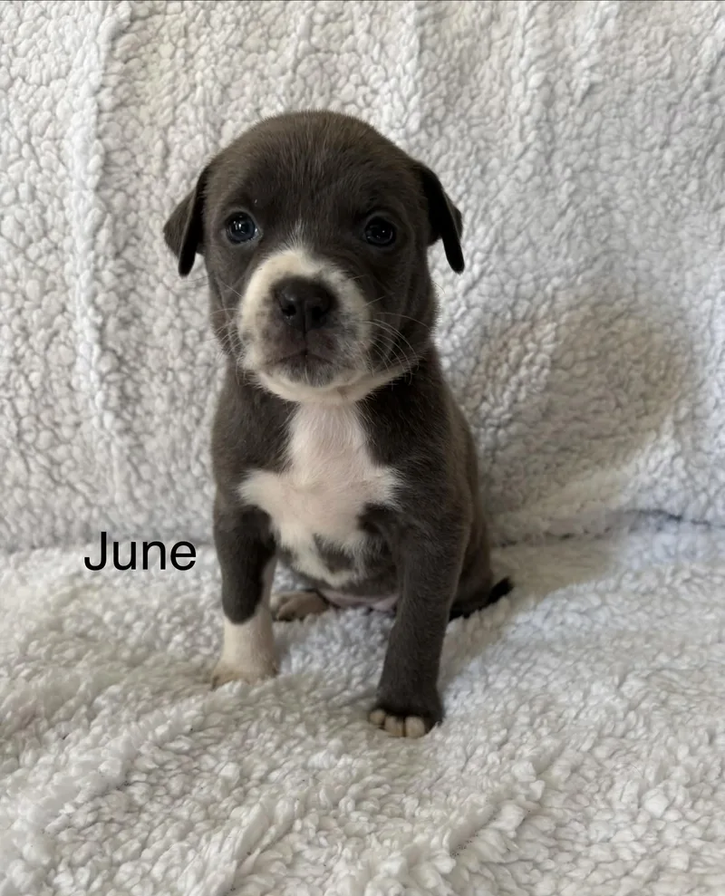 A baby medium-sized female Labrador Retriever dog named June Mama August Calendar for adoption in Carmel, NY