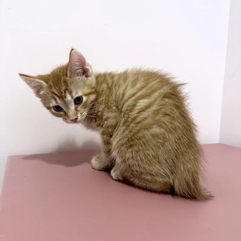 A baby small-sized male Orange / Red Domestic Short Hair cat named Peep for adoption in Forest Park, IL