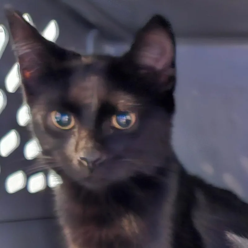 A baby medium-sized male Black Domestic Short Hair cat named Courtney for adoption in Greensboro, NC