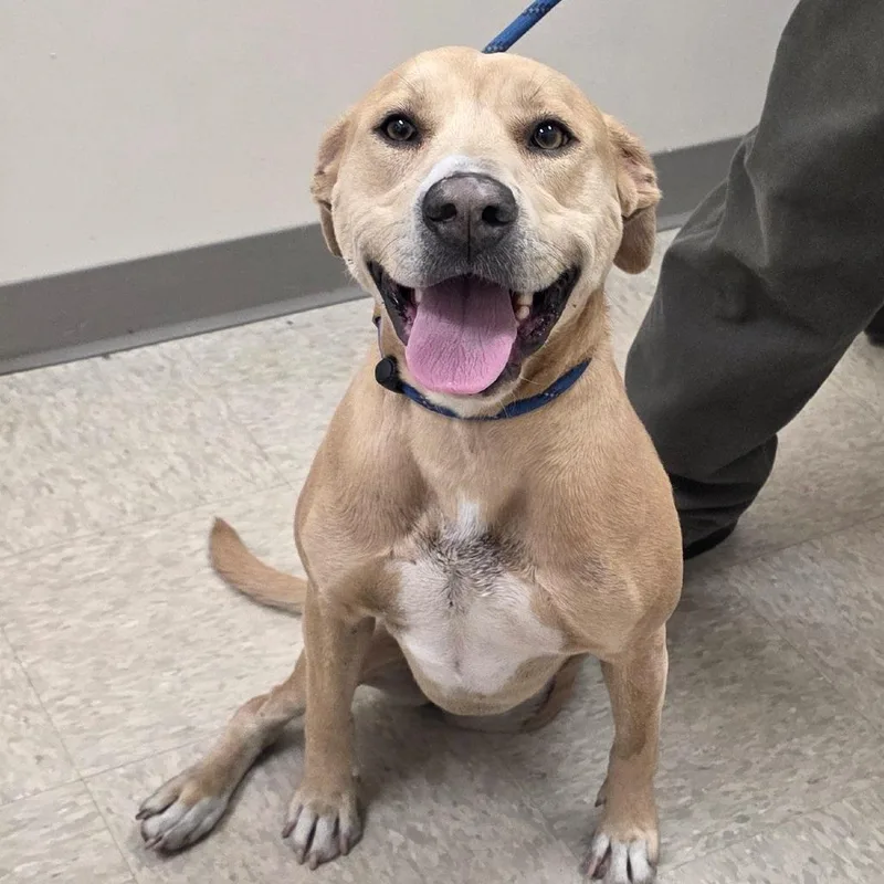 An adult medium-sized female Yellow / Tan / Blond / Fawn Pit Bull Terrier dog named Marilla for adoption in Chatham, VA