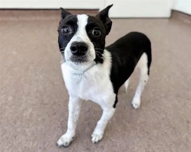 A young small-sized male Parson Russell Terrier dog named Lucca for adoption in Saint Louis, MO