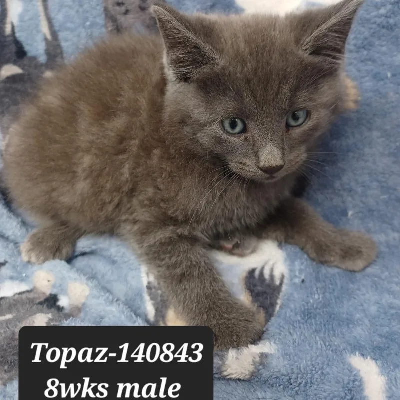 A baby small-sized male Domestic Short Hair cat named Topaz for adoption in New Tazewell, TN