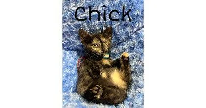 Chick