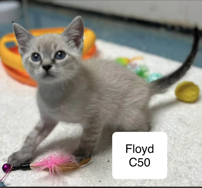 Floyd C