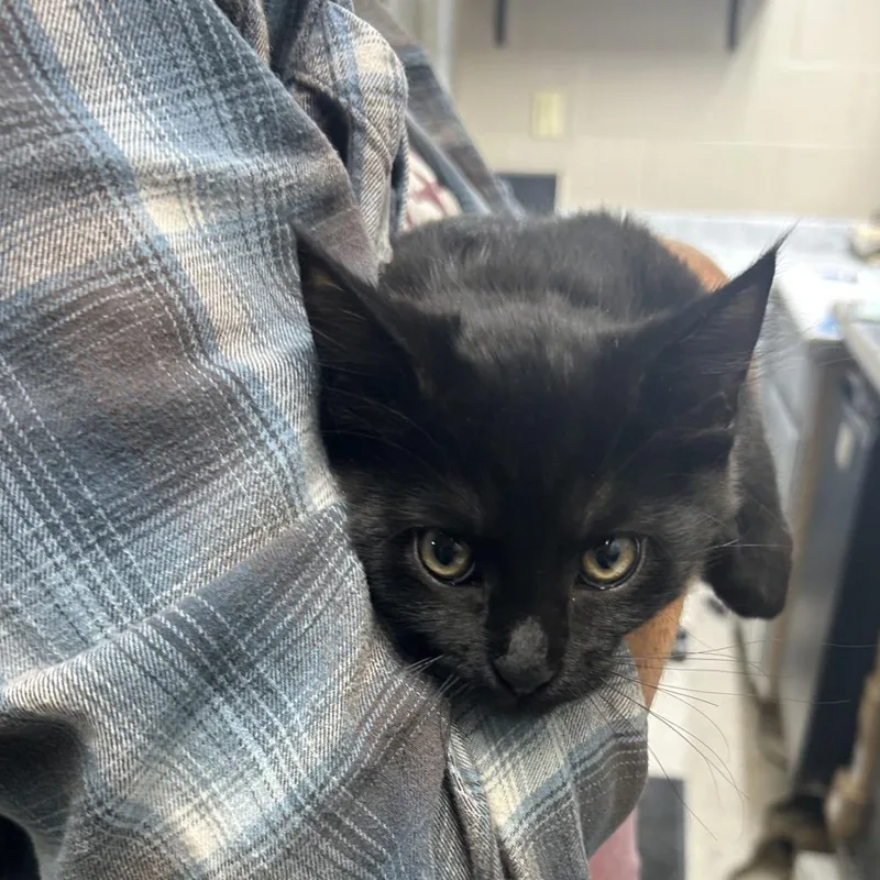 A baby small-sized male Black Domestic Long Hair cat named Jason for adoption in Lewisburg, WV