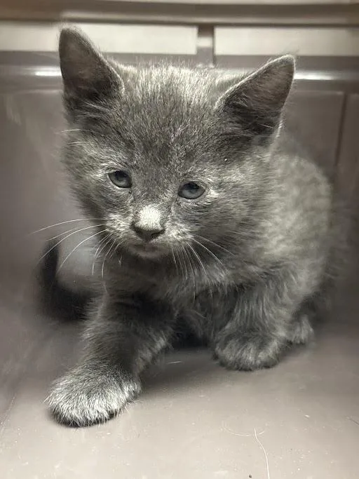 A baby small-sized male Domestic Short Hair cat named Smokey for adoption in Las Vegas, NV