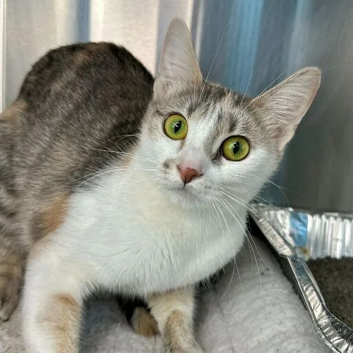 A young medium-sized female Calico Domestic Short Hair cat named Gucci for adoption in Matteson, IL
