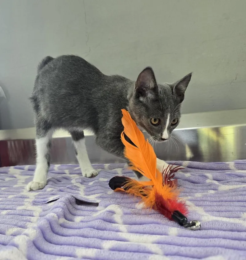 A baby small-sized male Gray & White Domestic Short Hair cat named Kobe for adoption in Dickson, TN