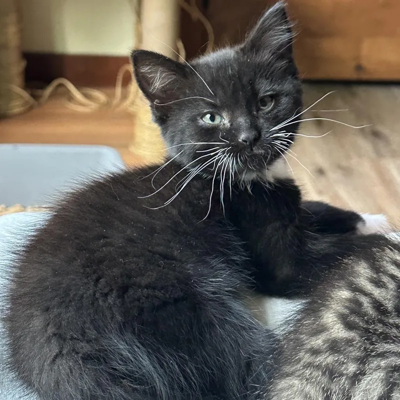 Whiskas