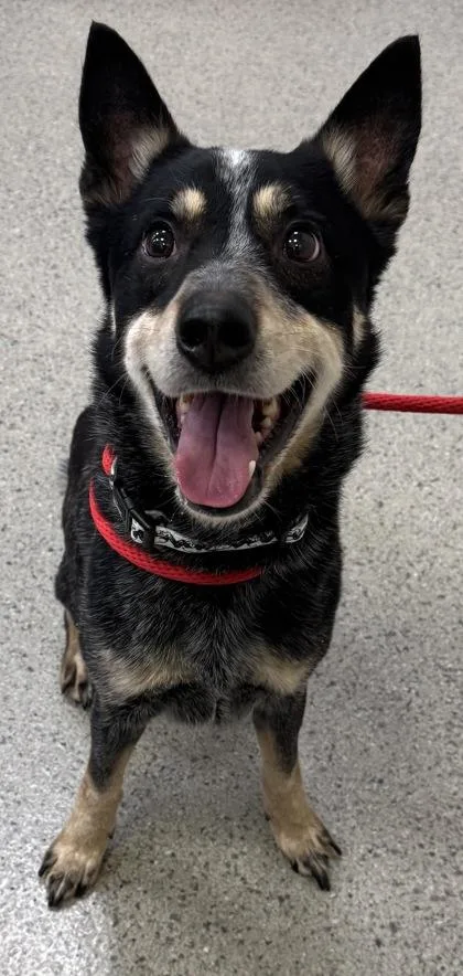 A senior medium-sized male Australian Cattle Dog / Blue Heeler dog named Kotah for adoption in Fishers, IN