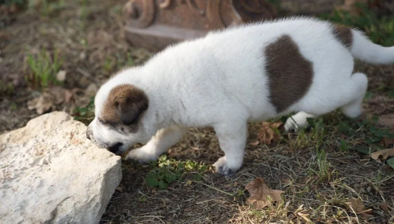 A baby medium-sized male Anatolian Shepherd dog named Cowboy for adoption in Pflugerville, TX