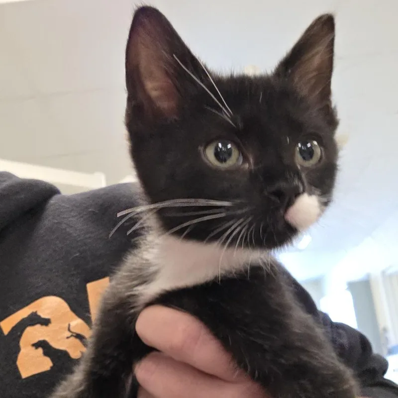 A baby small-sized male Black Domestic Short Hair cat named BamPow for adoption in Novelty, OH