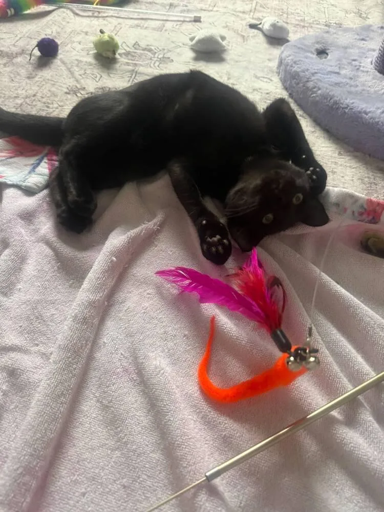 A baby small-sized male Domestic Short Hair cat named Starling for adoption in Orlando, FL