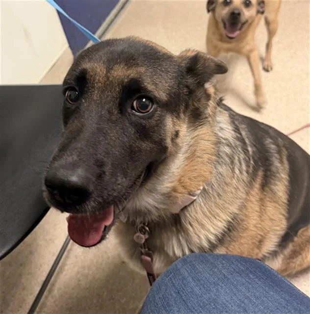 A young large-sized female German Shepherd Dog dog named Lexi for adoption in Bakersfield, CA