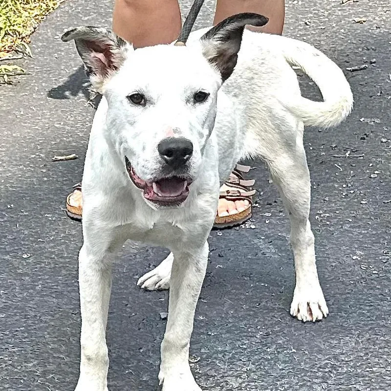 A young medium-sized male White / Cream Hound dog named Huckleberry s for adoption in Sequatchie, TN