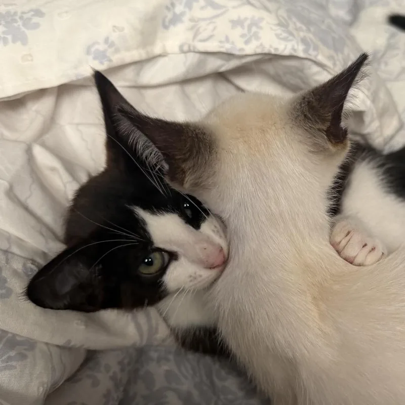 A baby small-sized male Cream / Ivory Snowshoe cat named Brennan for adoption in North Port, FL