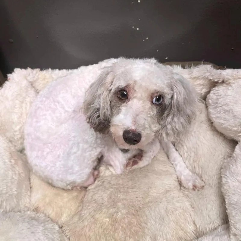 An adult small-sized female White / Cream Poodle dog named Sophie for adoption in Martinsburg, WV