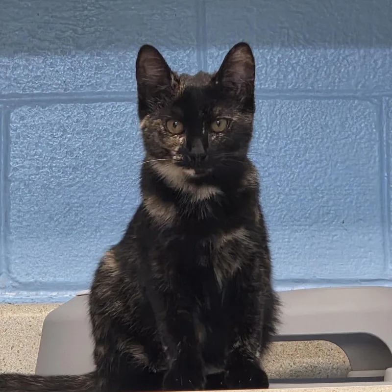 A baby small-sized female Tortoiseshell Domestic Short Hair cat named Cayenne for adoption in Carthage, NC