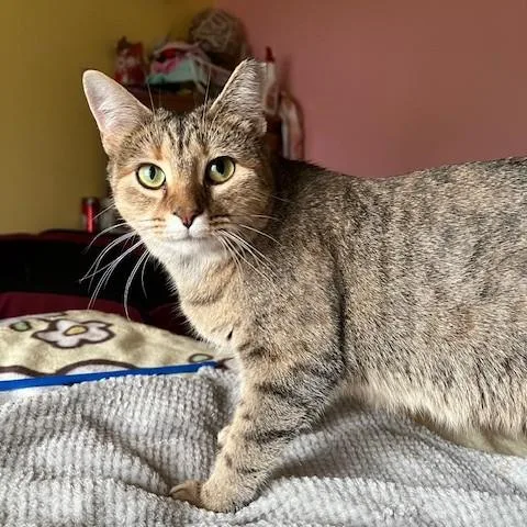 Cinnabon thumbnail 2