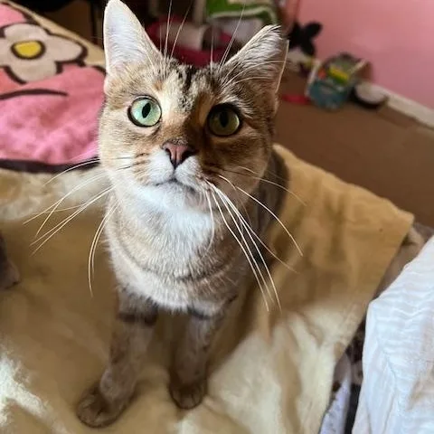 Cinnabon thumbnail 3