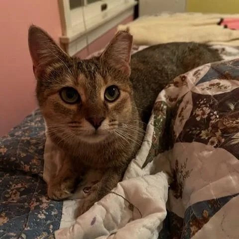 Cinnabon thumbnail 4