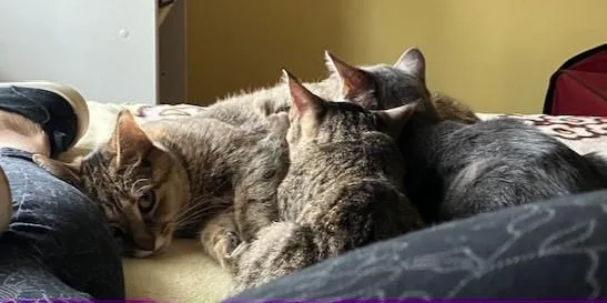 Cinnabon thumbnail 5