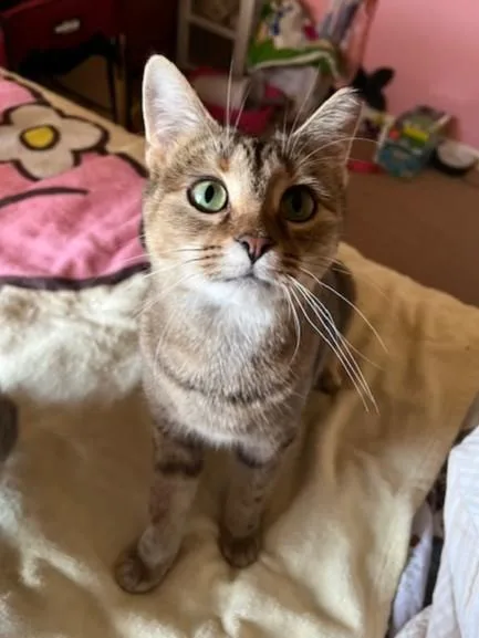 Cinnabon thumbnail 6