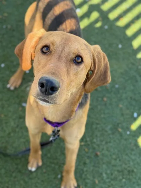 A young medium-sized male Foxhound dog named Nelson for adoption in Methuen, MA