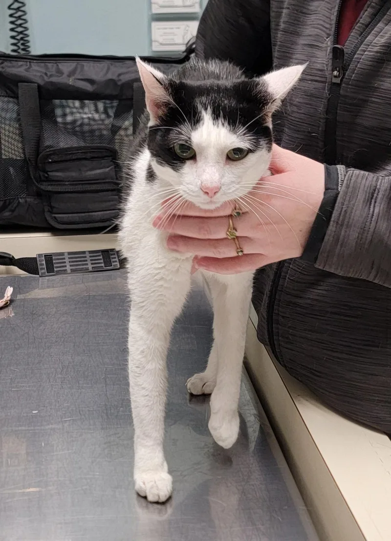 An adult medium-sized female Black & White / Tuxedo Domestic Short Hair cat named Sambuca for adoption in Boynton Beach, FL